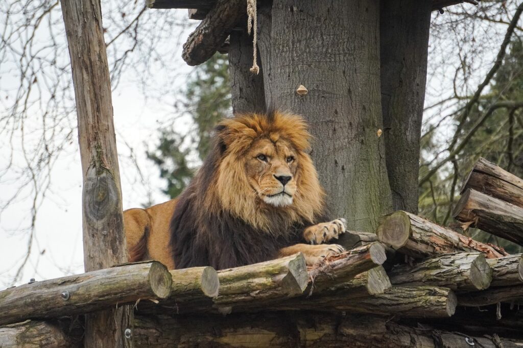 Zoológico de Heidelberg