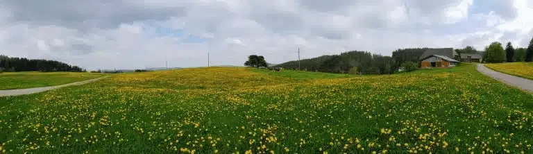 Campo verde com flores amarelas e uma casa rural ao fundo na Floresta Negra