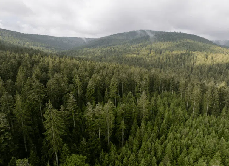 Parque Nacional da Floresta Negra: natureza, trilhas e cultura no coração da Alemanha