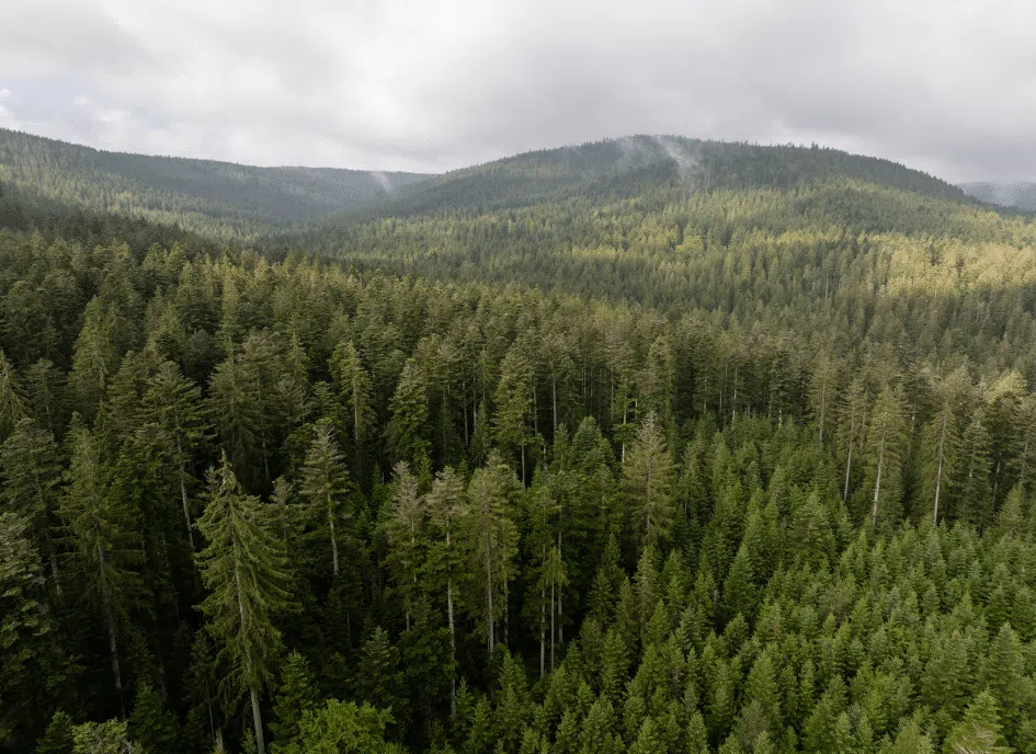 Parque Nacional da Floresta Negra: natureza, trilhas e cultura no coração da Alemanha