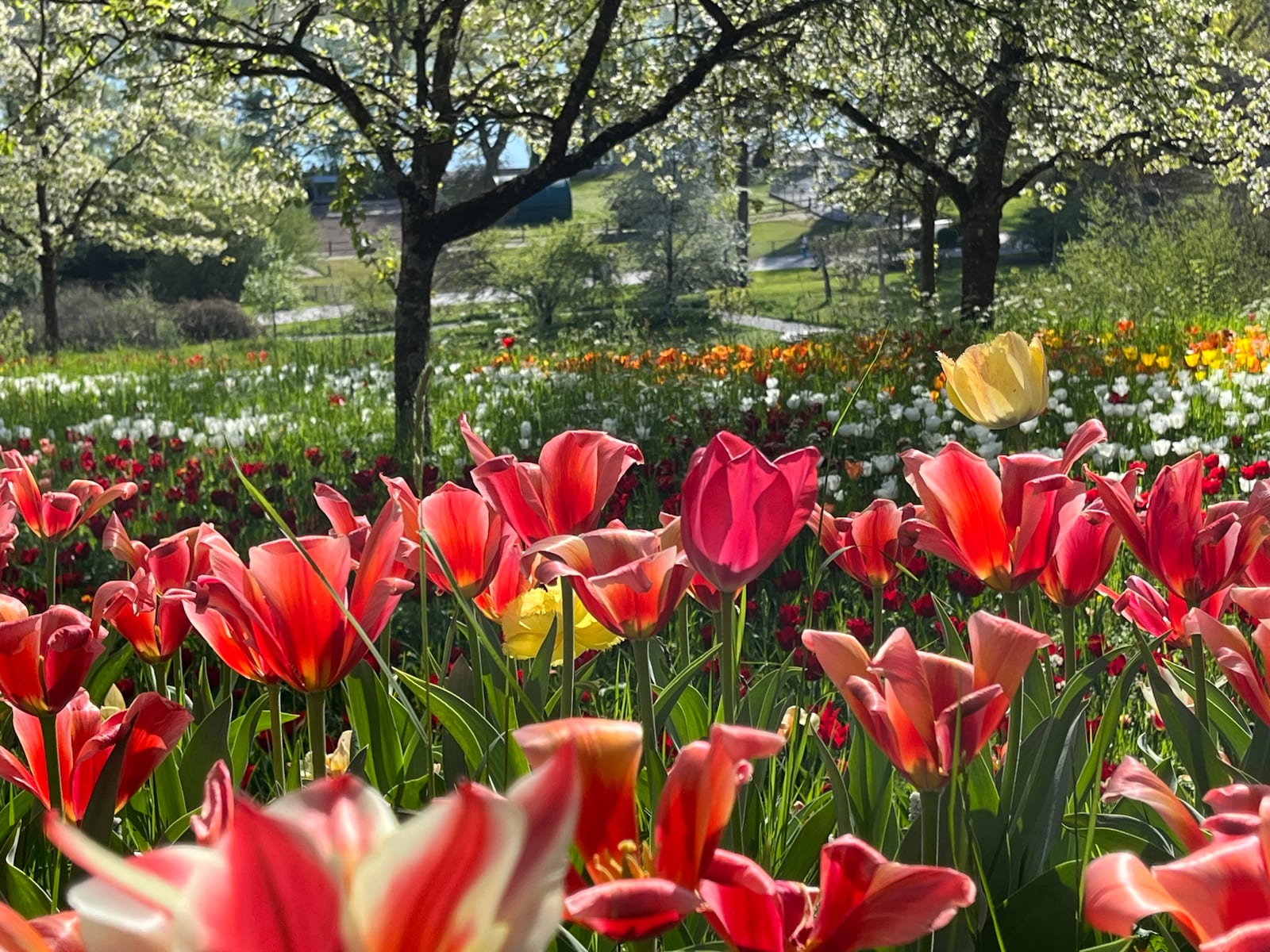 Campo de tulipas coloridas florido na primavera na Ilha Mainau, no Lago de Constança