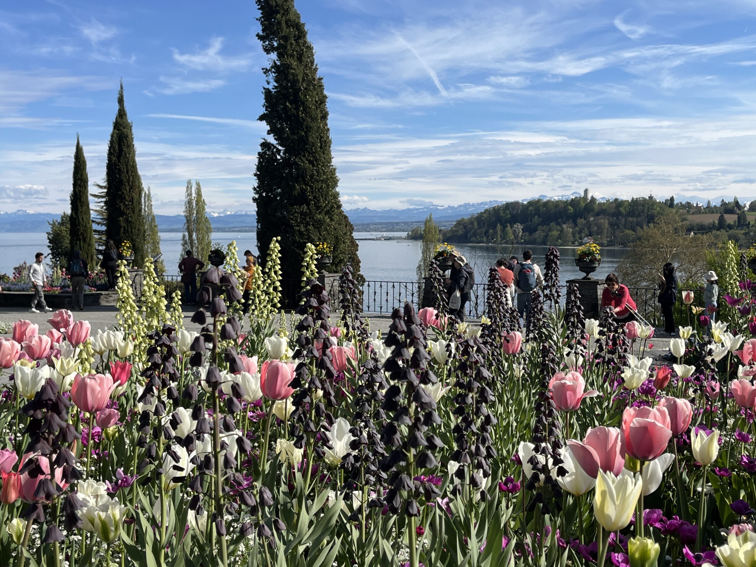 Isla Mainau en flor: tulipanes con los Alpes en el horizonte