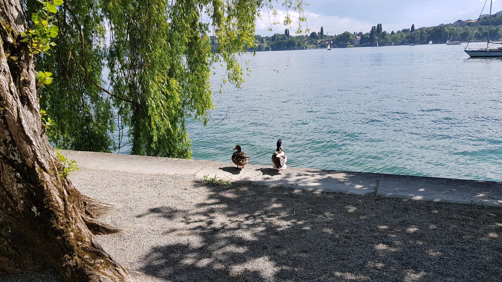 Margem tranquila do Lago de Constança sob um salgueiro, com patos e um veleiro ao fundo