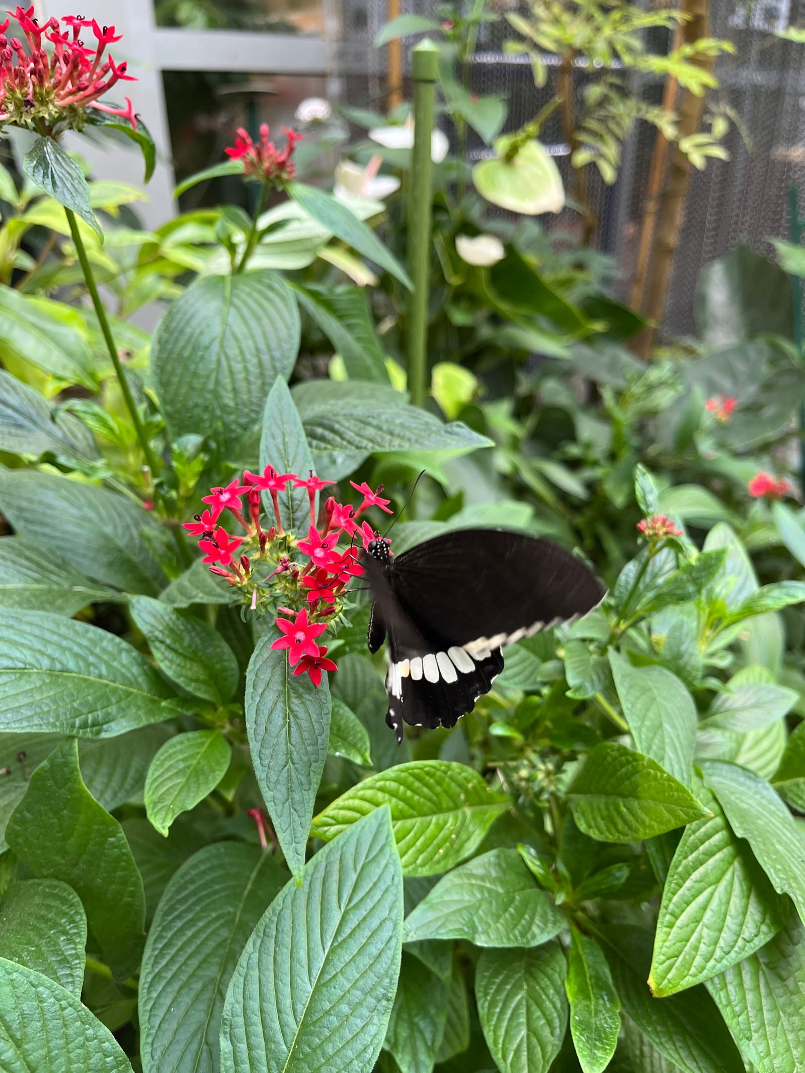 Borboleta pousada em flores vermelhas na casa de borboletas da Ilha Mainau