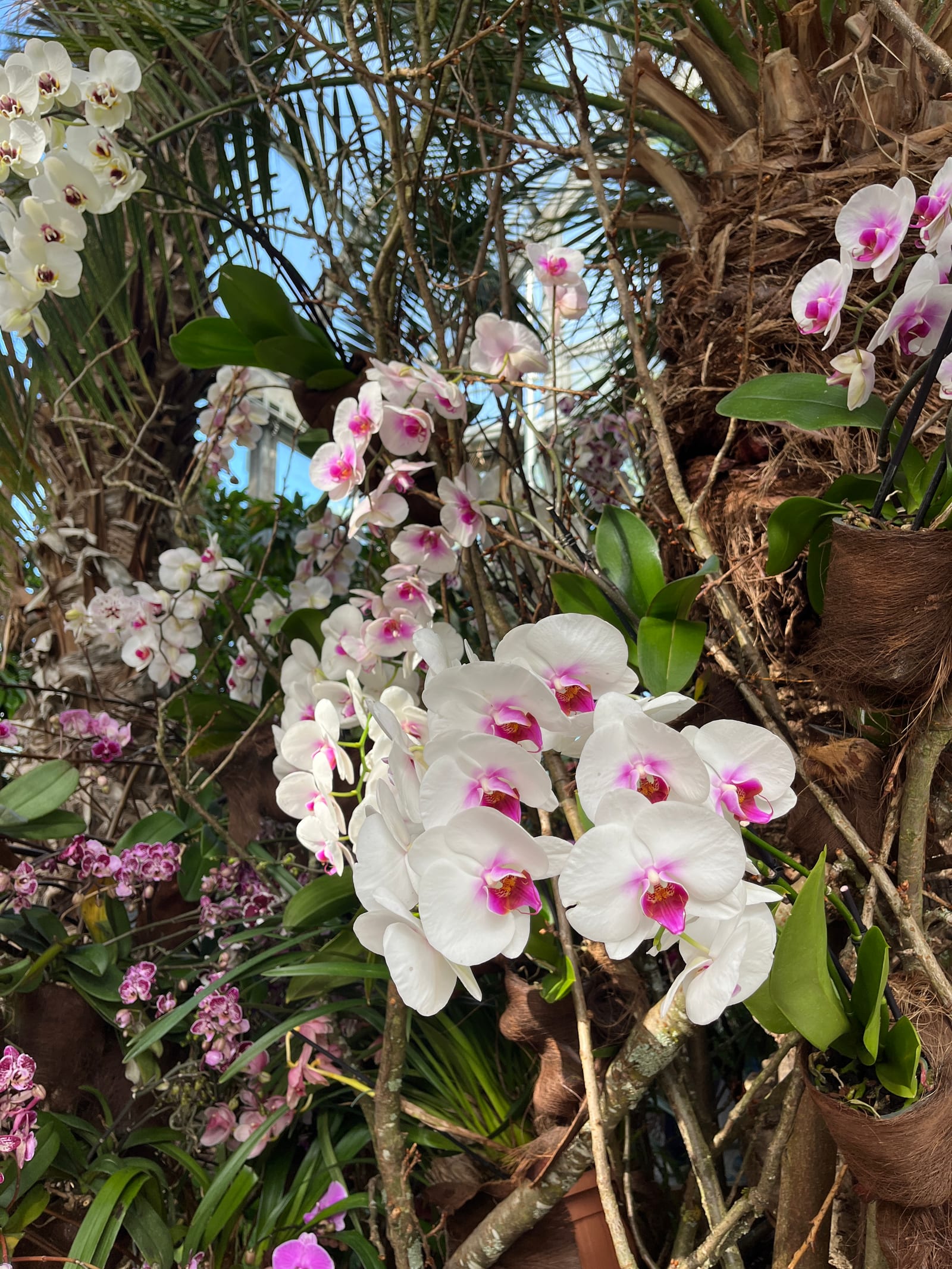 Orquídeas brancas e cor-de-rosa na estufa da Ilha Mainau