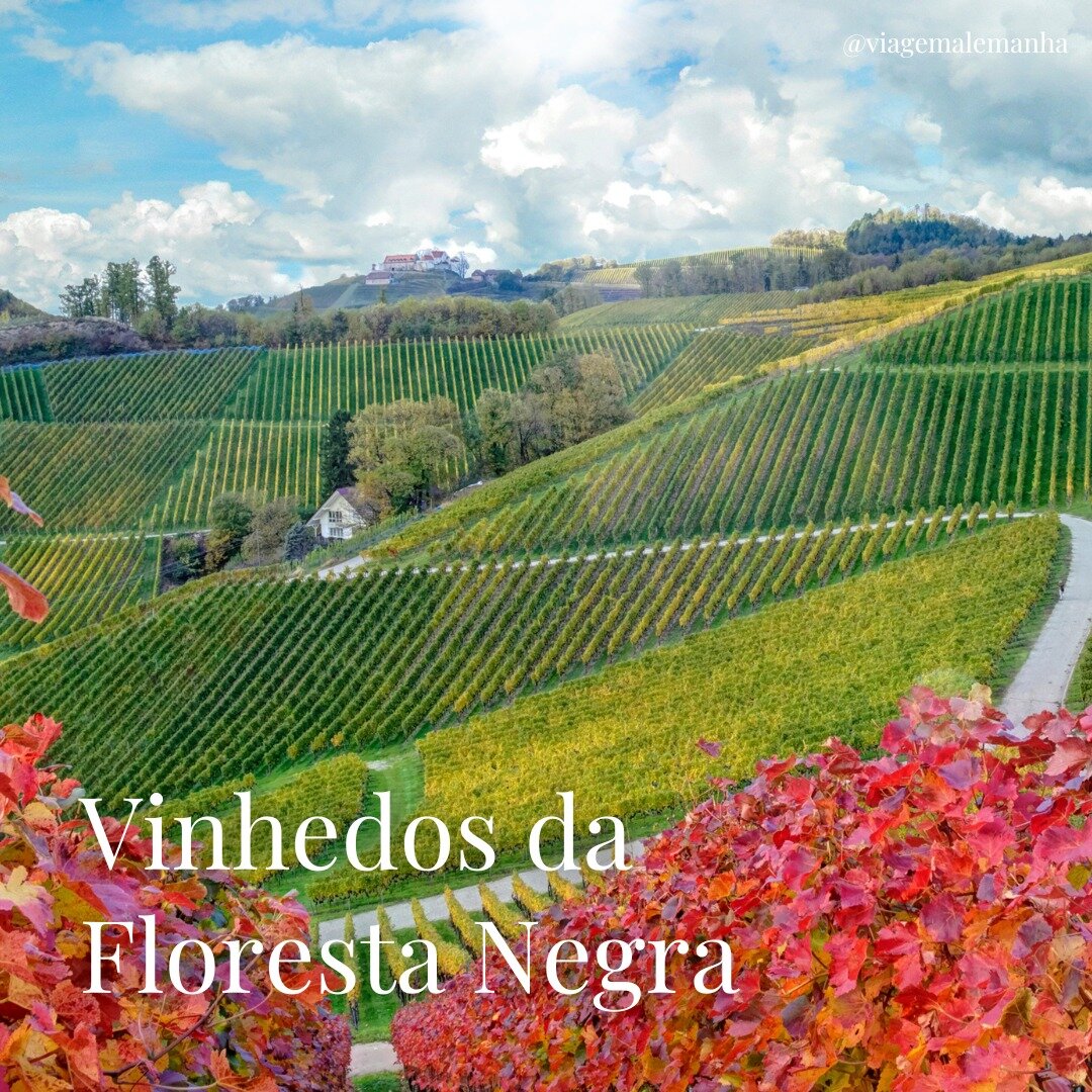 Vinhedos de Baden junto à Floresta Negra