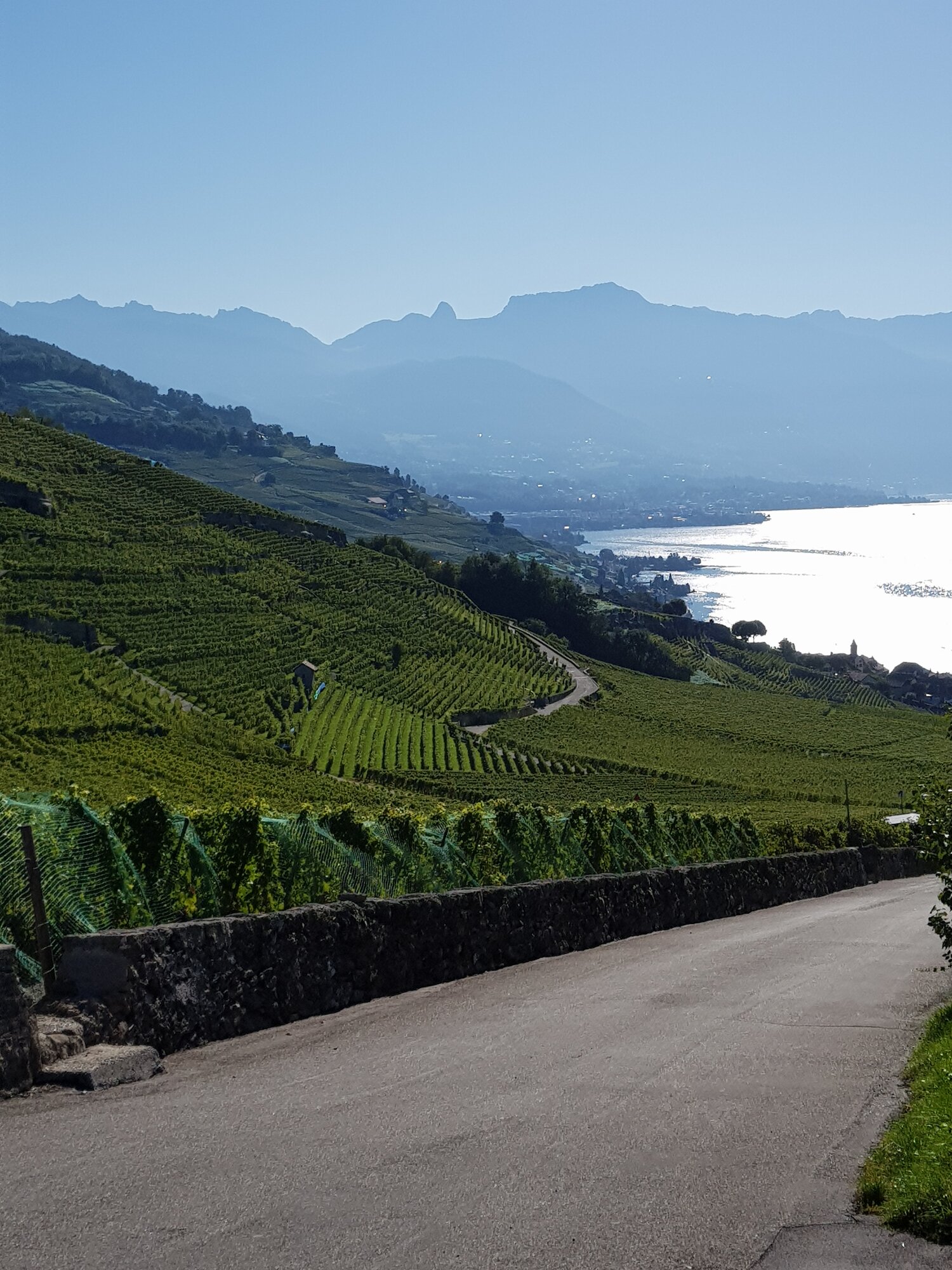 Vinhedos em terraços de Lavaux sobre o Lago de Genebra