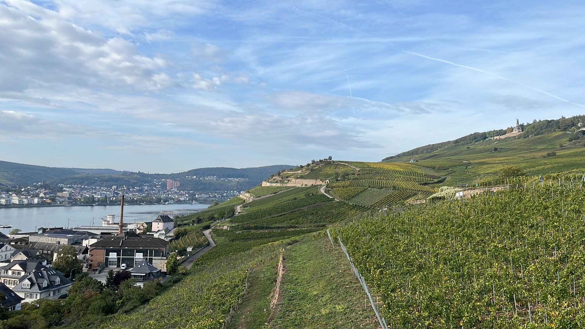 Vinhedos do Rheingau com castelo às margens do Reno