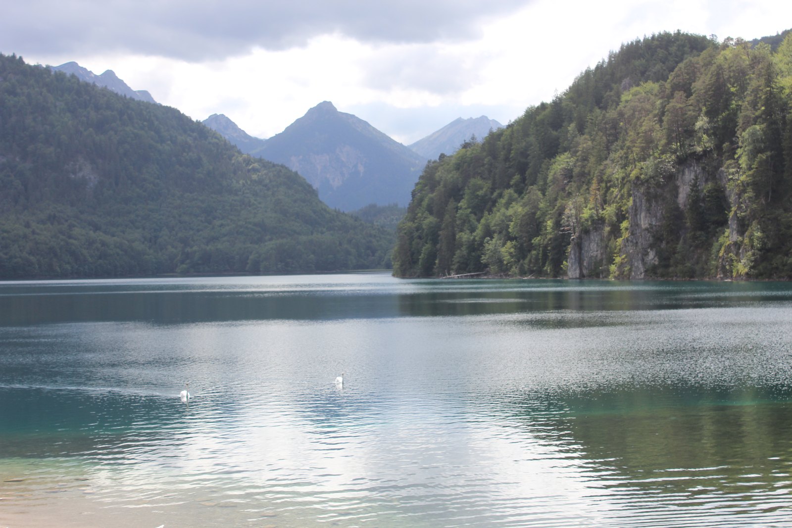 Lago Alpsee com dois cisnes e montanhas ao fundo, perto de Neuschwanstein