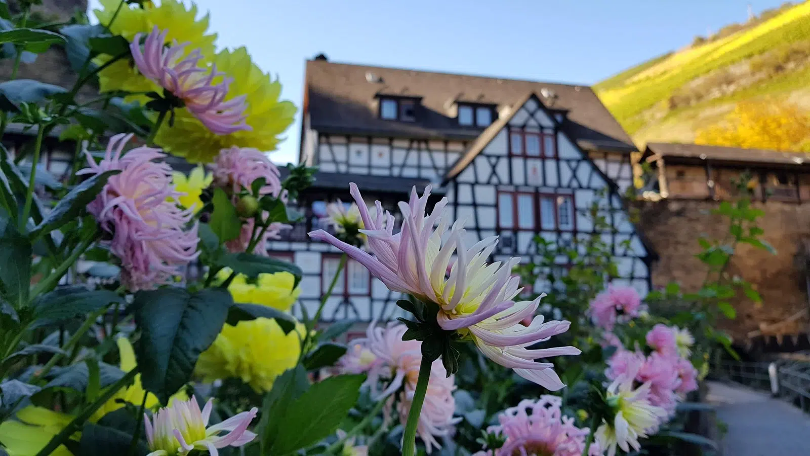 Dalias floridas en primer plano con una casa de entramado de madera de Bacharach al fondo