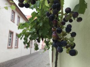 Cacho de uva tinta com bagos verdes e roxos numa parreira encostada ao muro de uma casa, em vilarejo da Pfalz