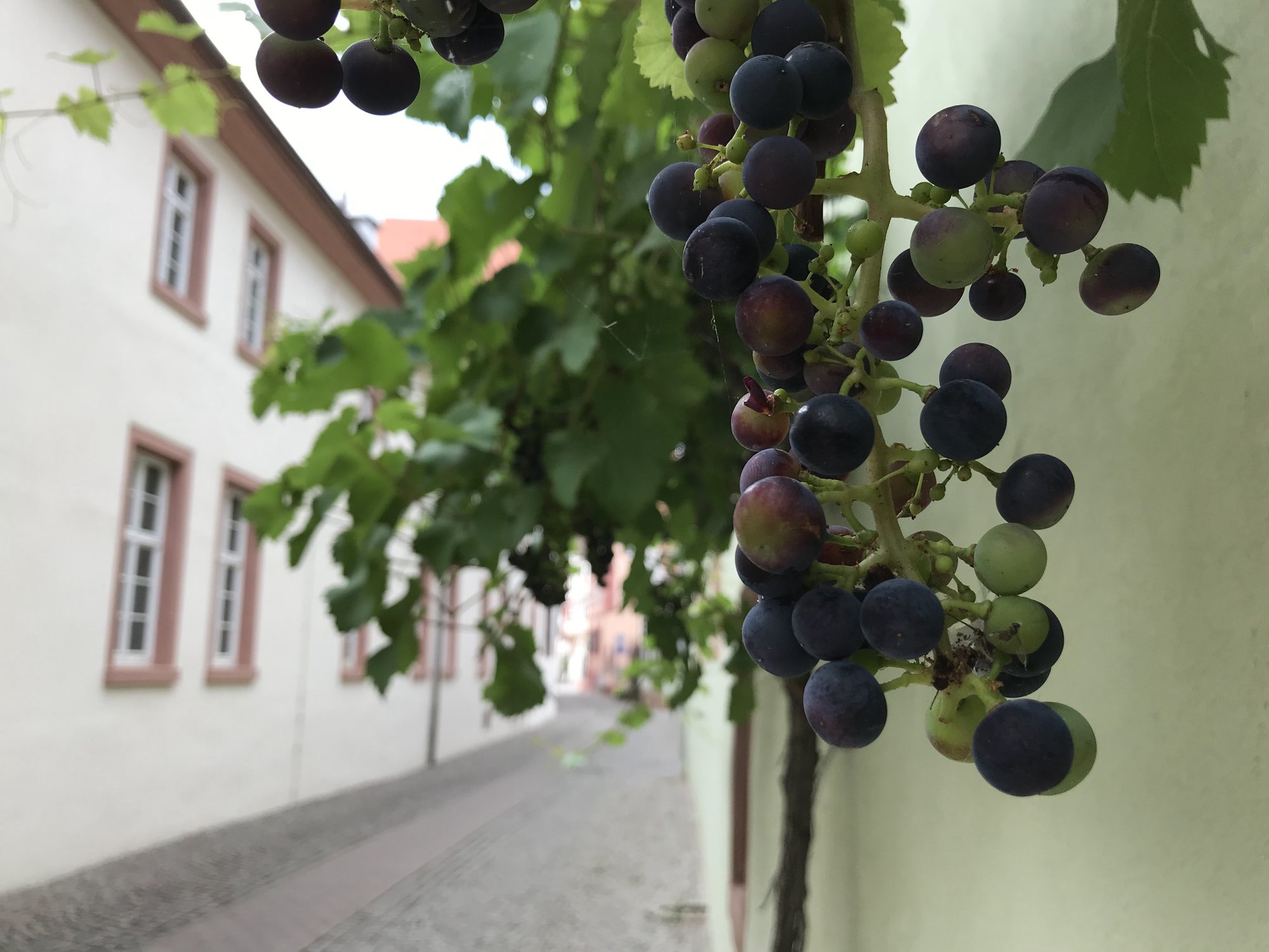 Cacho de uva tinta com bagos verdes e roxos numa parreira encostada ao muro de uma casa, em vilarejo da Pfalz