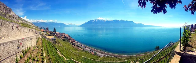 Vinhedos em Lavaux junto ao Lago Léman, na Suíça