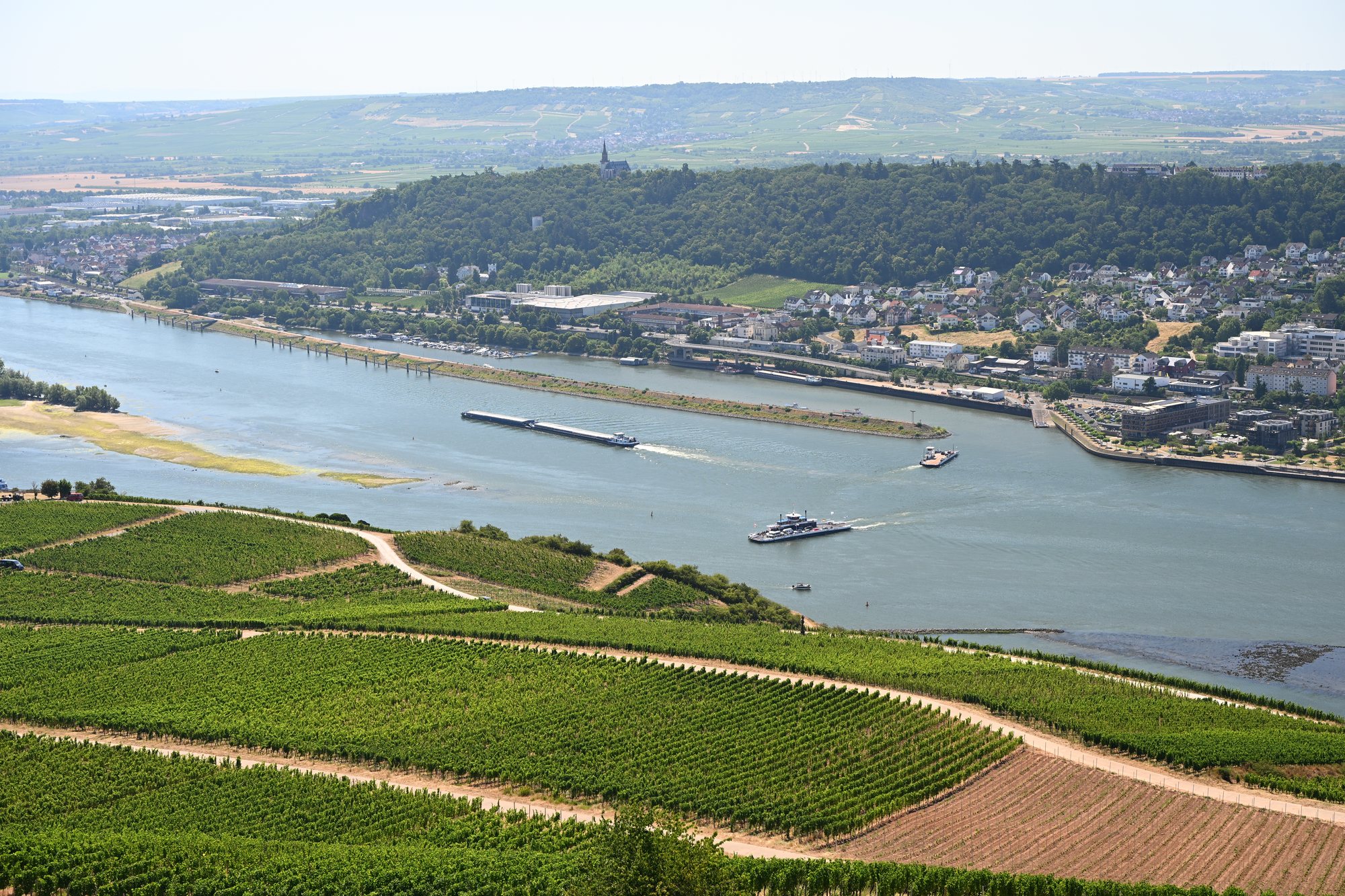 Vinhedos do Rüdesheimer Berg descendo até o Reno, com uma balsa cruzando o rio e a cidade de Bingen na margem oposta