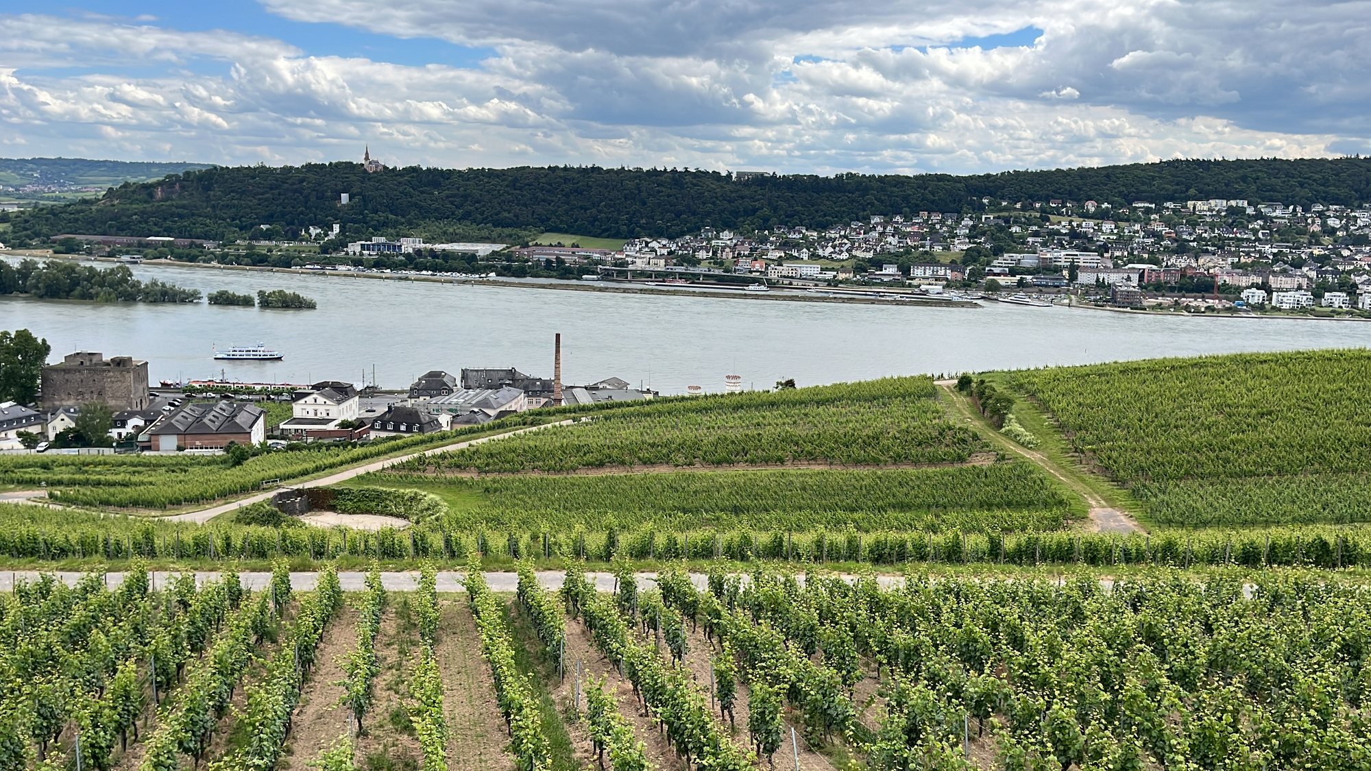 Fileiras de vinhedo acima de Rüdesheim em junho, com uma torre medieval da cidade, o Reno e Bingen ao fundo