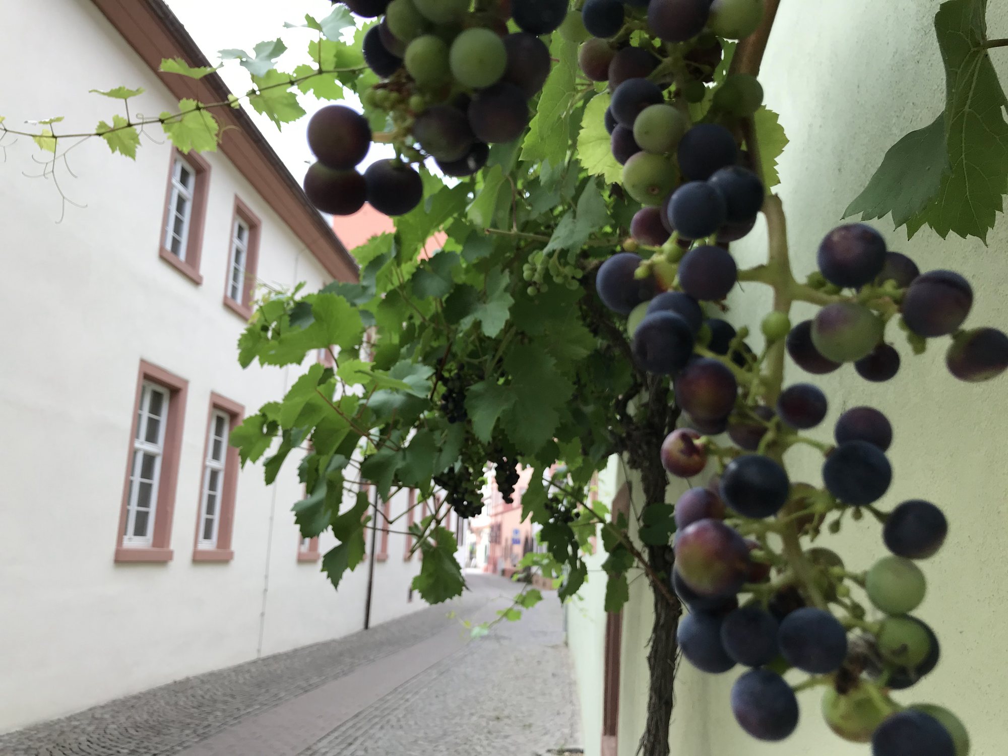 Cacho de uva tinta com bagos ainda verdes e outros já roxos, numa parreira encostada no muro de uma casa, na Pfalz