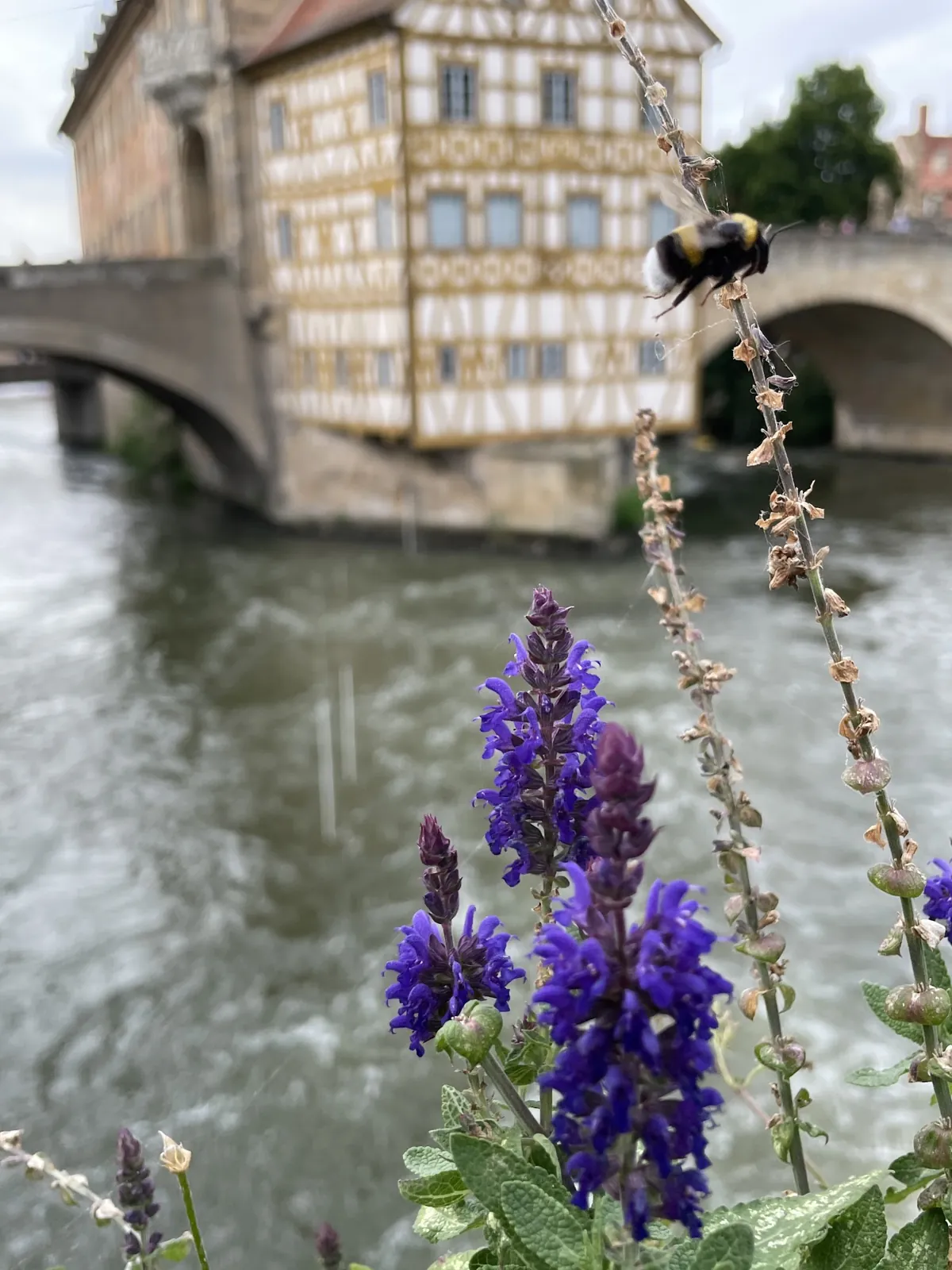 Flores em primeiro plano e antiga prefeitura de Bamberg desfocada ao fundo