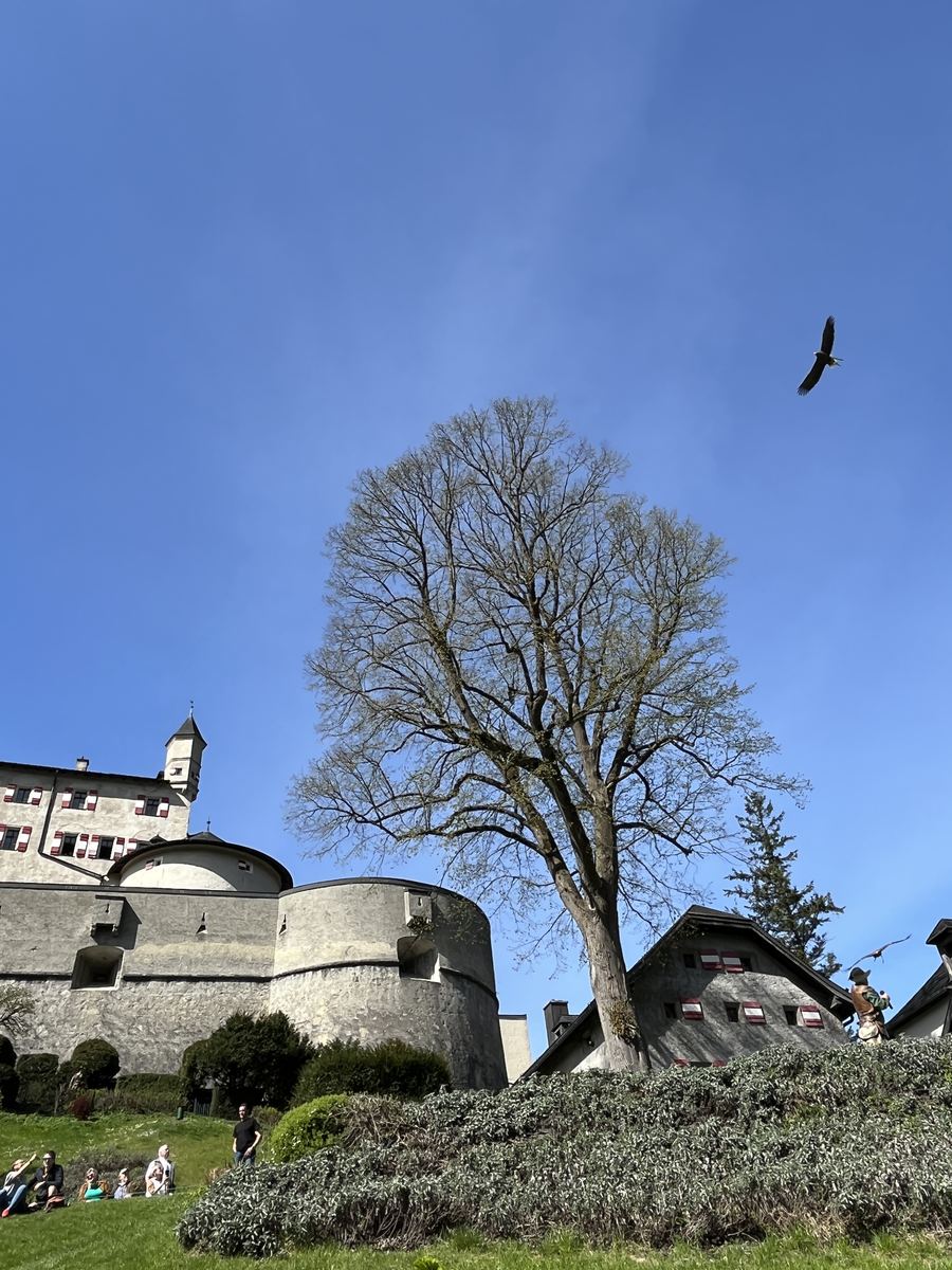 Ave de rapina em pleno voo no céu azul, sobre uma grande árvore sem folhas e as muralhas do Castelo de Hohenwerfen