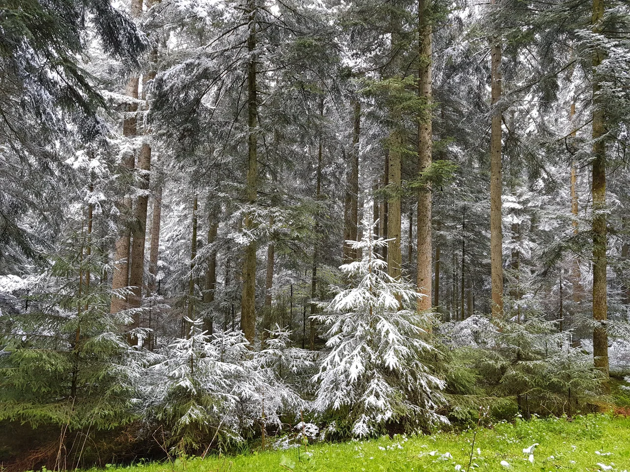 Coníferas em Baiersbronn com neve sobre os galhos e vegetação verde no chão, fotografadas em maio