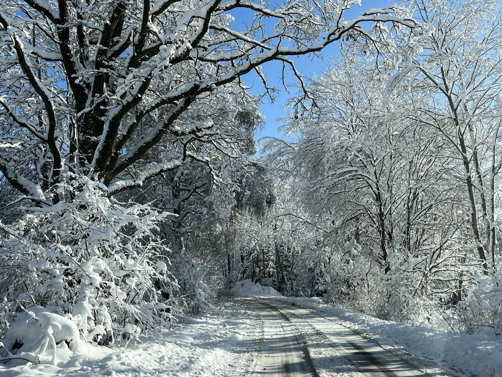 Estrada em Erlenmoos entre árvores cobertas de neve, fotografada em dezembro